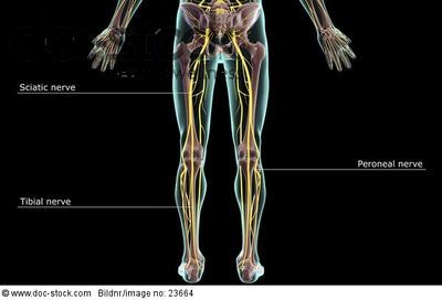 Lower Body Nerves Anatomy - Nerve supply of the human leg - Wikipedia