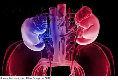 adrenal gland above kidney
