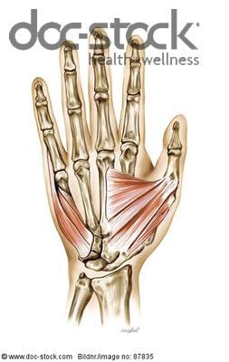 Right superior limb. Hand. Thenar and hypothenar eminence. Muscular