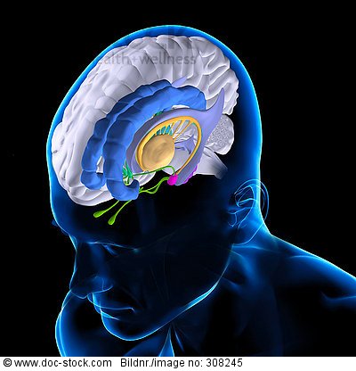 hippocampus anatomy gyri