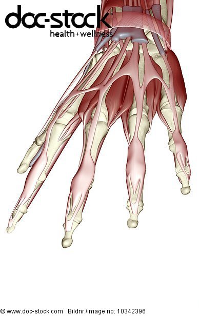 A posterior view of the muscles of the left hand. - Royalty Free Image