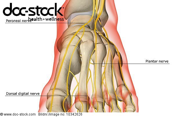 An anterior view of the nerve supply of the foot. The surface anatomy