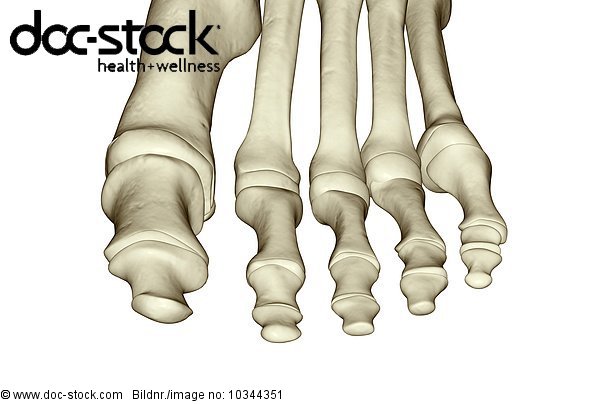A superior view of the bones of the toes in the right foot. - Royalty