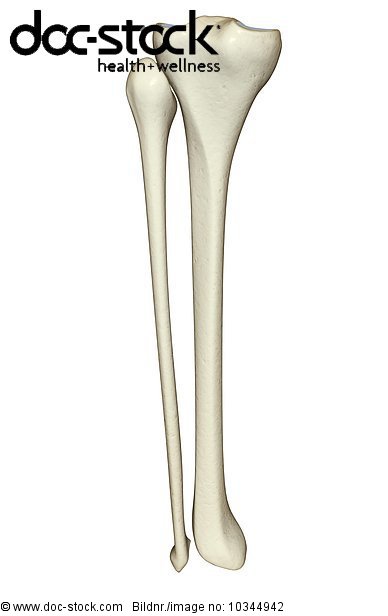 A posterior view of the bones of the left leg. - Royalty Free Image