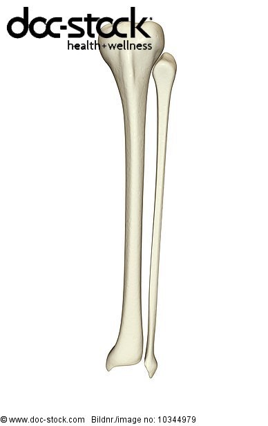 An anterior view of the bones of the left leg. - Royalty Free Image