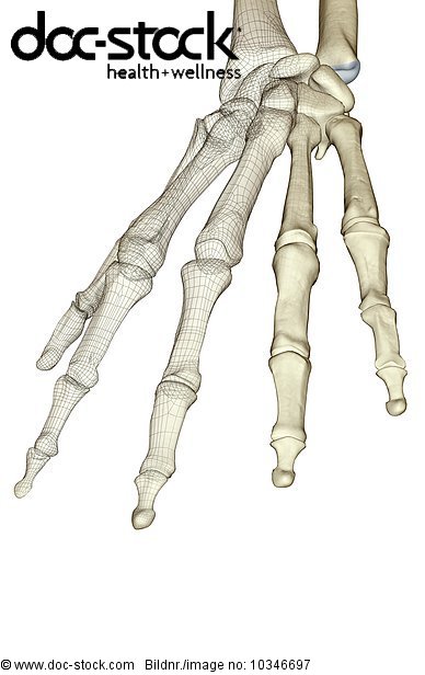 A posterior view of the bones of the left hand. - Royalty Free Image