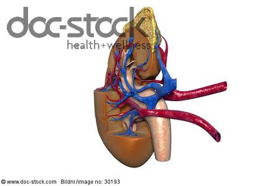 An anteromedial view of the blood supply of the kidney. The adrenal ...