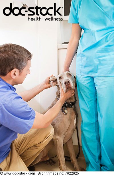 Tierärztlicher Untersuchungshund in der Tierarztpraxis  Lizenzfreies