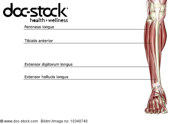 An anterior view of the muscles of the leg. - Royalty Free Image - doc