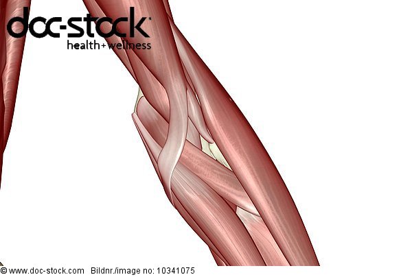 An anterior view of the muscles of the elbow. - Royalty Free Image