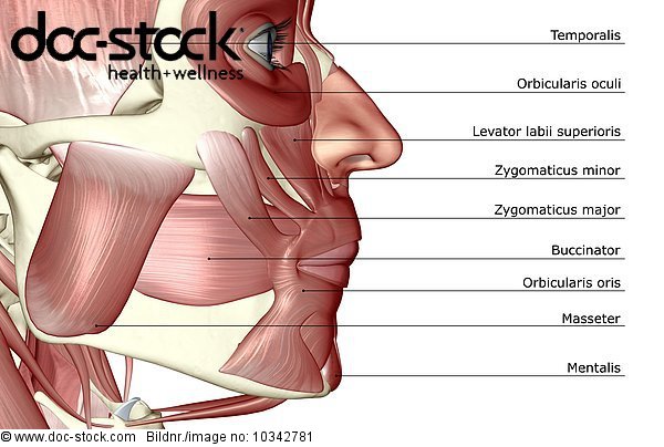 A lateral view (right side) of the muscles of the jaw. - Royalty Free