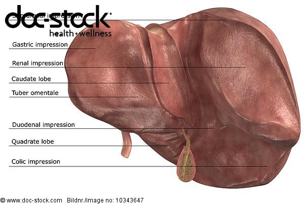 The posterior surface of the liver. (The gallbladder is also included