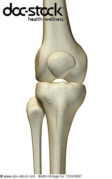 An anterior view of the bones of the right knee. - Royalty Free Image