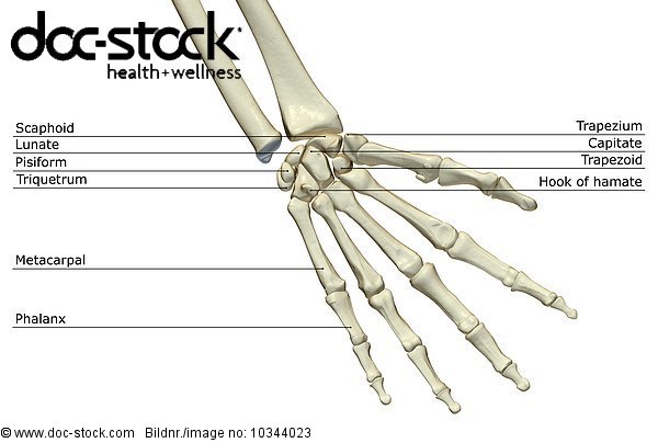 An anterior view of the bones of the right hand. - Royalty Free Image