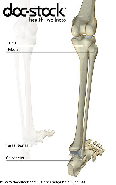A posterolateral view (right side) of the bones of the legs. - Royalty