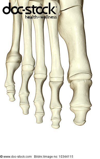 how many bones do you have in your big toe
