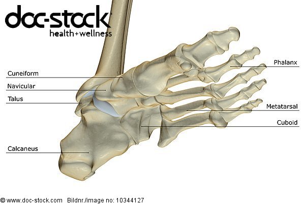 An inferior view of the bones of the foot. Royalty Free