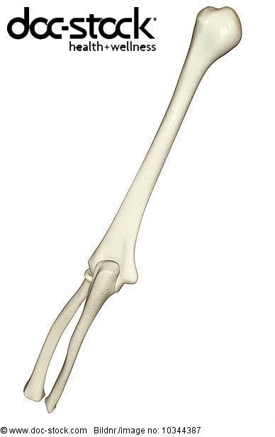 A posterior view of the bones of the left arm. - Royalty Free Image