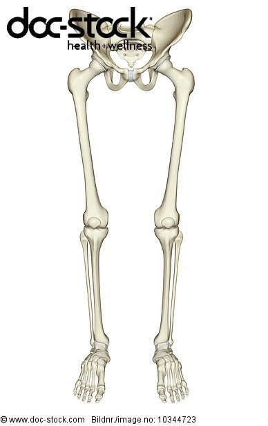 An anterior view of the bones of the lower body. - Royalty Free Image