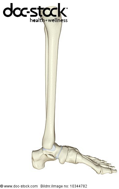 A lateral view (right side) of the bones of the left leg. - Royalty