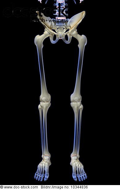 An anterior view of the bones of the lower body. - Royalty ...