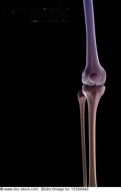 An anterior view of the bones of the right knee. - Royalty Free Image