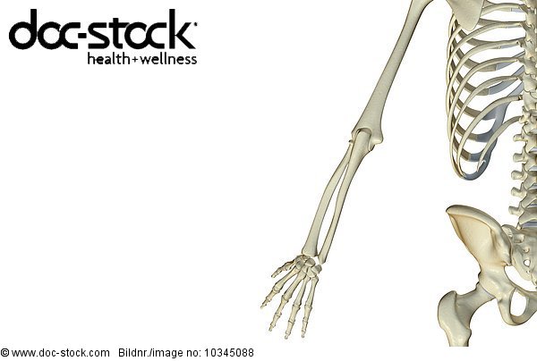 A posterior view of the bones of the left upper limb. - Royalty Free