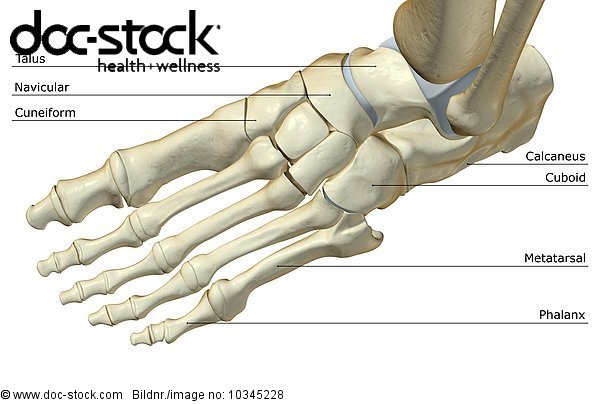 A Superior Anterolateral View Left Side Of The Bones Of The Left Foot