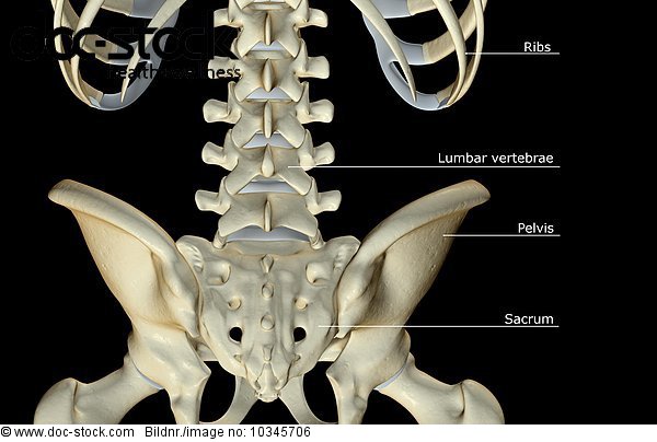 A posterior view of the bones of the lower back. - Royalty Free Image