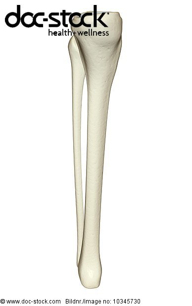 A medial view of the bones of the left leg. - Royalty Free Image - doc