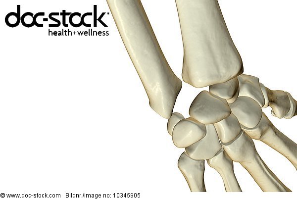 A posterior view of the bones of the wrist. - Royalty Free Image - doc