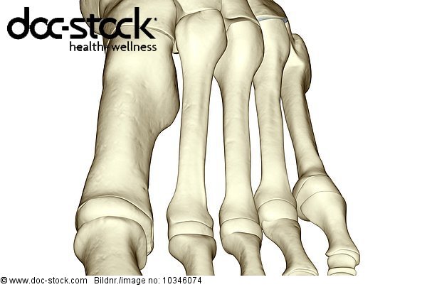 An anterior view of the bones of the foot. - Royalty Free Image - doc