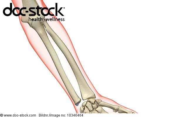An anterior view of the bones of the left forearm. The surface anatomy