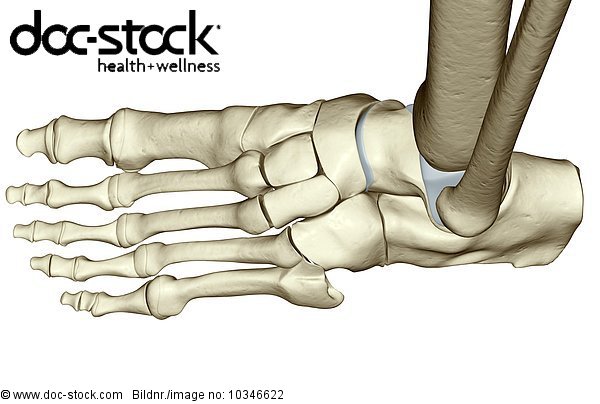 A superior view of the bones of the left foot. - Royalty Free Image