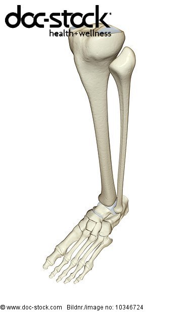 An anterior view of the bones of the leg. - Royalty Free Image - doc