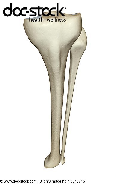 A superior anterior view of the bones of the left leg. - Royalty Free