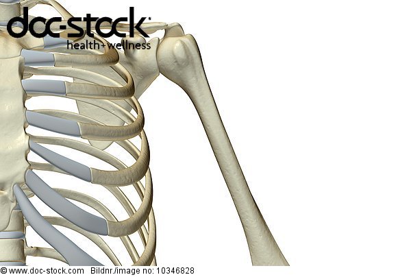 An anterior view of the bones of the shoulder. - Royalty Free Image