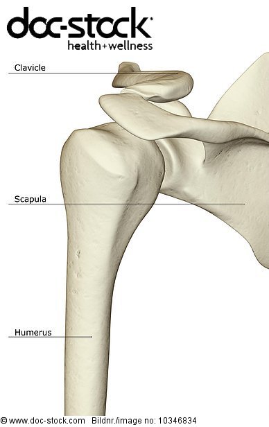 A posterior view of the bones of the shoulder. - Royalty Free Image