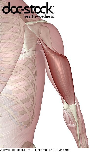 A posterior view of the muscles of the upper arm relative to the