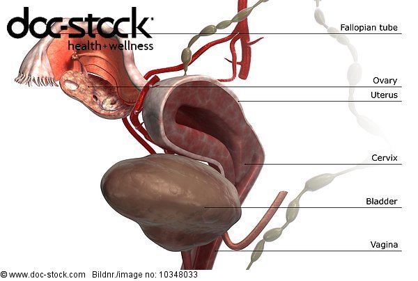 A Sectional View Of The Female Reproductive Organs The Bladder Is Also Included Royalty Free 1169