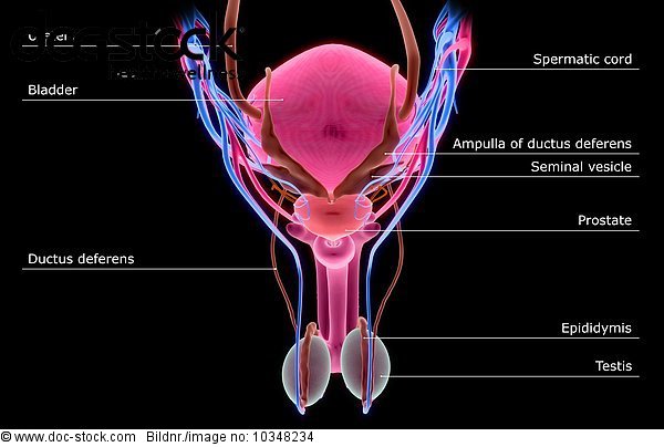 A posterior view of the male reproductive organs. The bladder is also