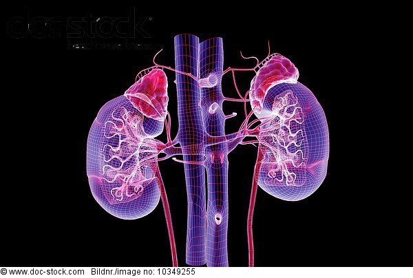 An anterior view of the blood supply of the kidneys. - Royalty Free