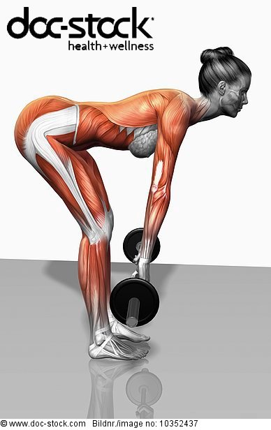 The muscles involved in barbell bent over-row exercises. The agonist