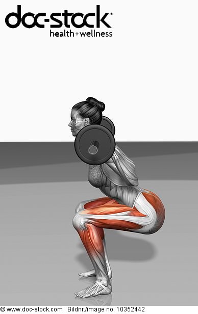 The muscles involved in barbell squat exercises. The agonist (active