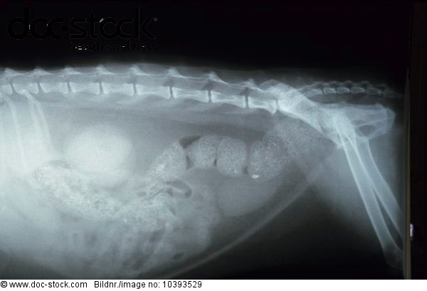 X-Ray Dog Abdomen Lateral View - Royalty Free Image - doc-stock