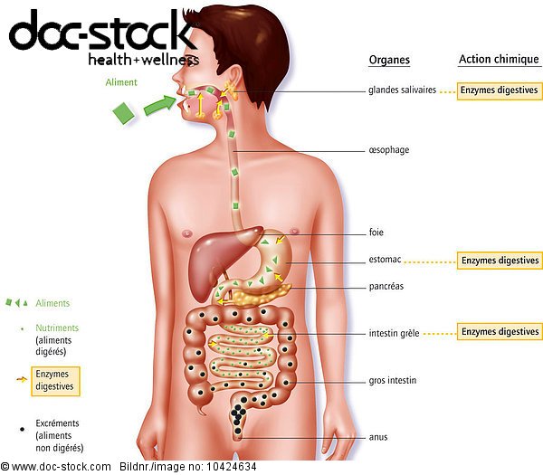 Bauch Bauchschmerz Bauchspeicheldruse Pancreas Pankreas Biologie Darm Intestinum Dickdarm Lizenzpflichtiges Bild Doc Stock Bildagentur Fur Gesundheit Medizin Wissenschaft Und Wellness