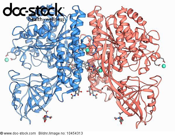 Binden,Blutplasma,Bodenhöhe,Eisen,Entdeckung,Mensch,Molekül,Plasma,Transport  - Lizenzfreies Bild - Doc-Stock Bildagentur Für Gesundheit, Medizin,  Wissenschaft Und Wellness 10454313