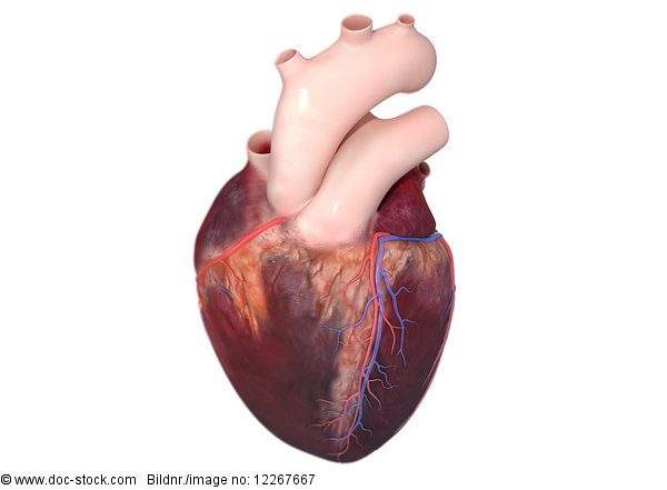 Menschliches Herz, 3d Rendering, Illustration - Lizenzpflichtiges Bild
